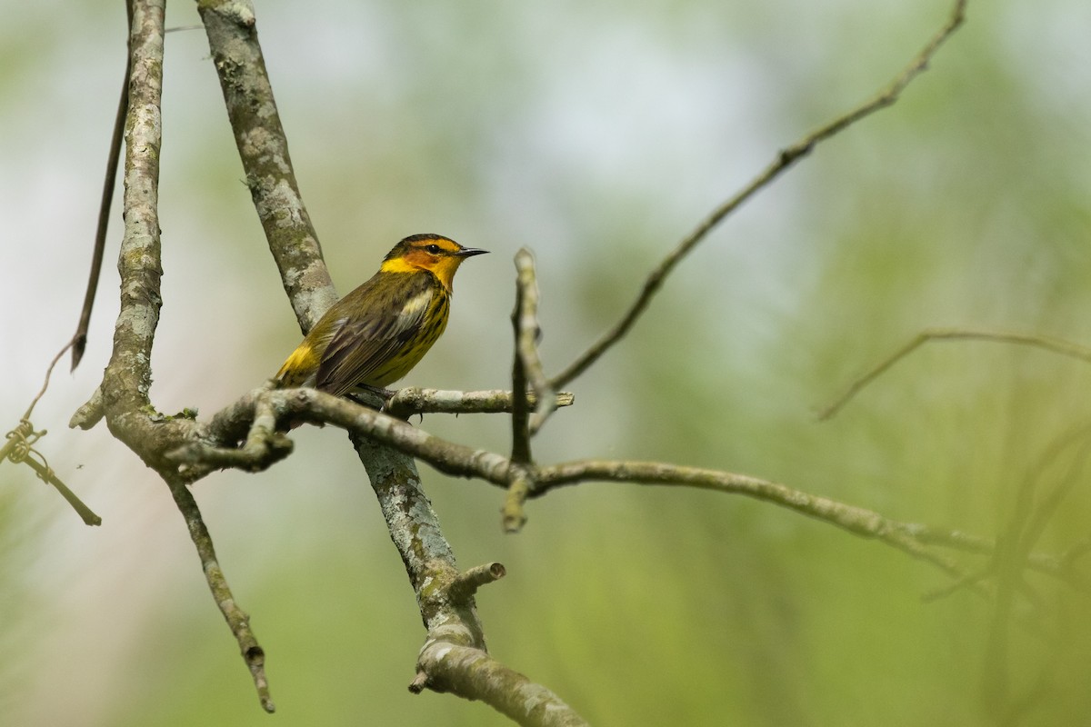 Cape May Warbler - ML633028889