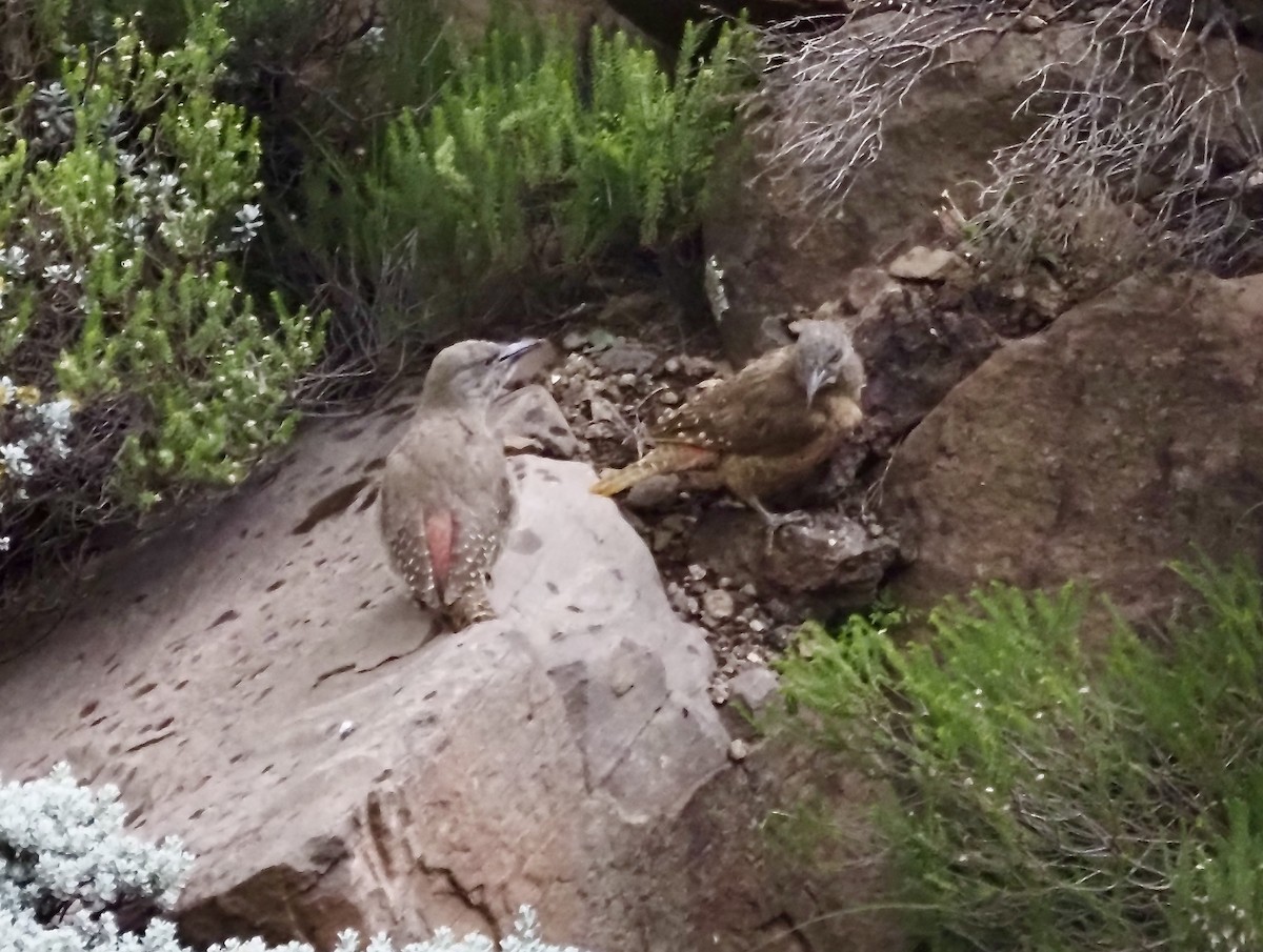 Ground Woodpecker - ML633029006