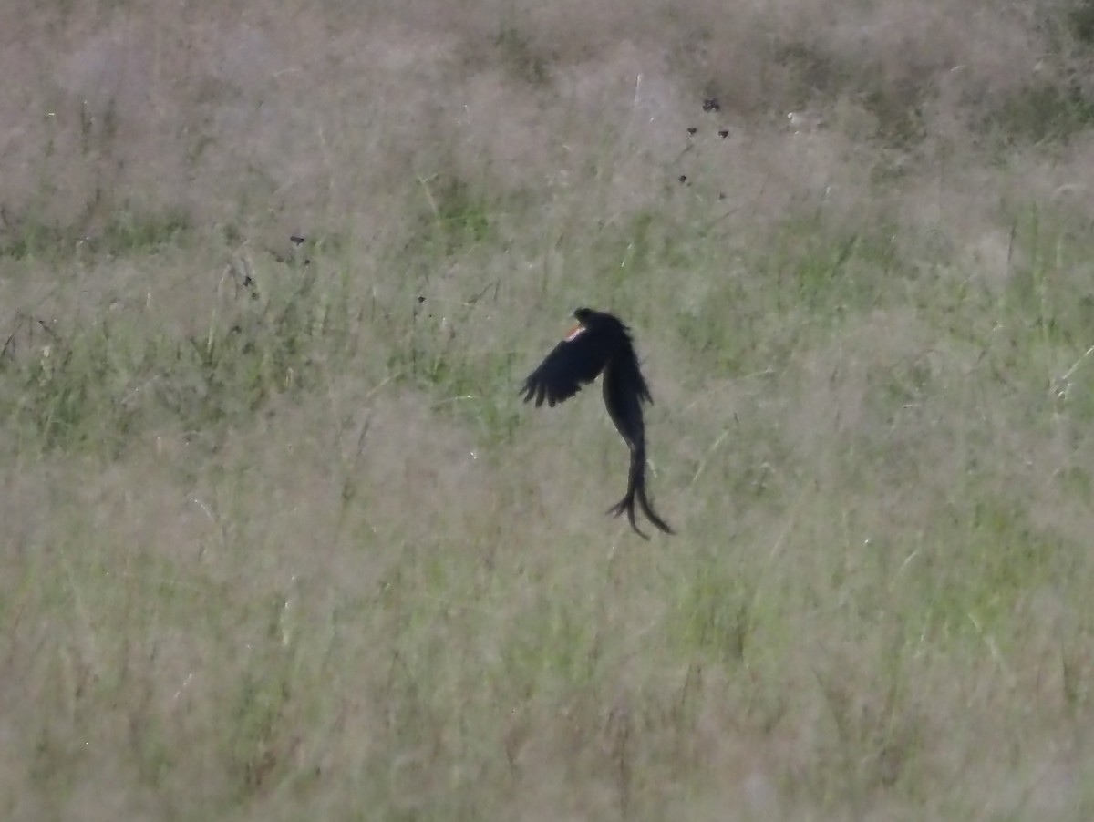 Long-tailed Widowbird - ML633029097