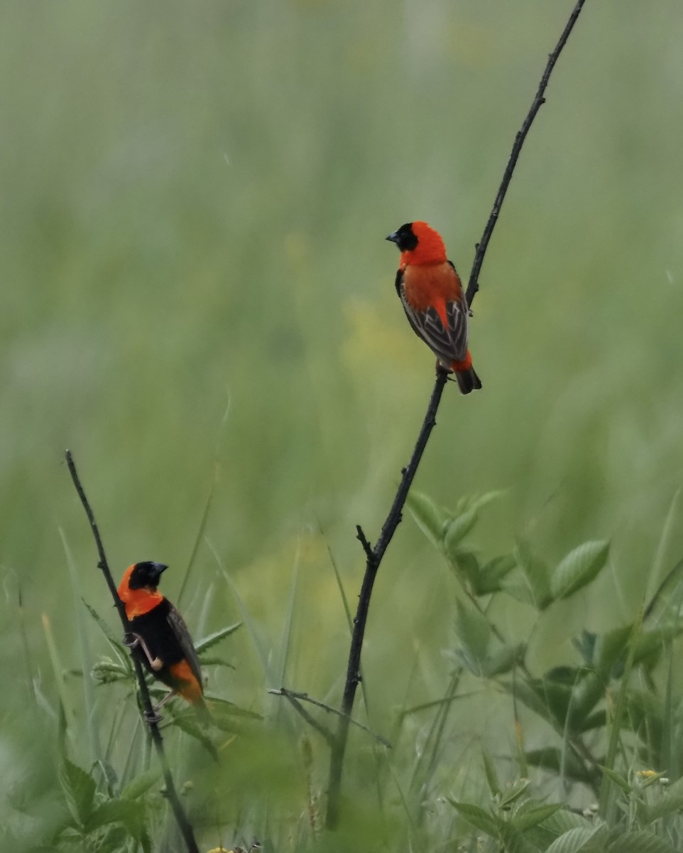 Southern Red Bishop - ML633029113
