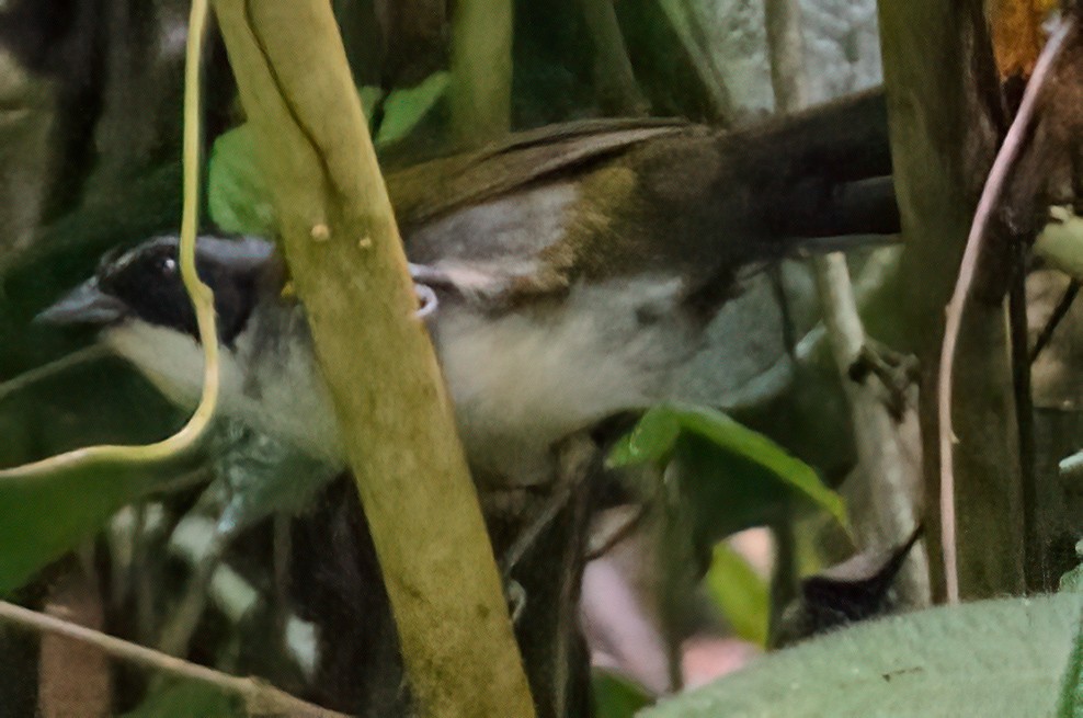 Costa Rican Brushfinch - ML633029171