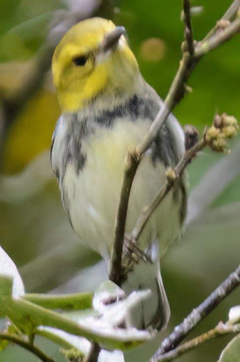 Black-throated Green Warbler - ML633029176