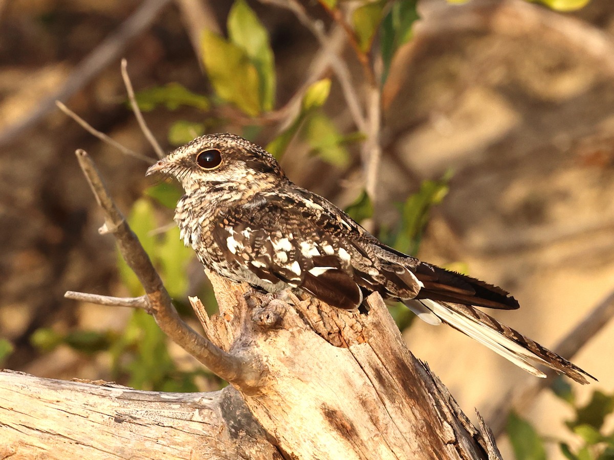 Ladder-tailed Nightjar - ML633029186