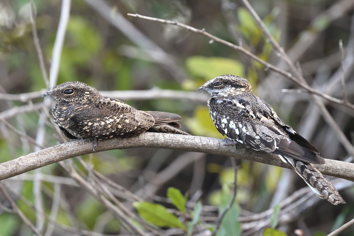 Ladder-tailed Nightjar - ML633029188