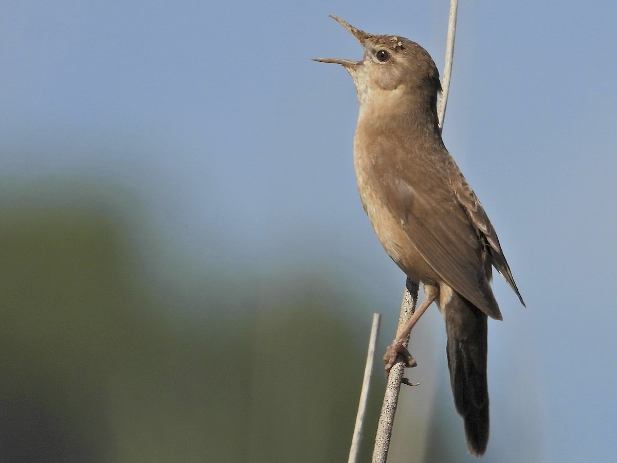 Savi's Warbler - ML633029262
