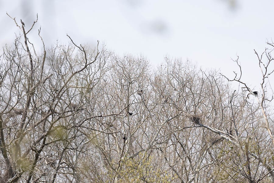 Double-crested Cormorant - Sandra Rosenhouse