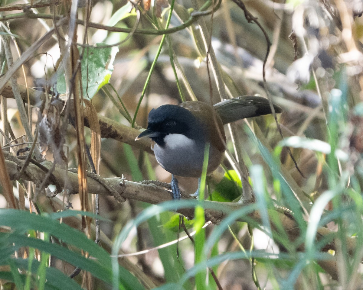 White-cheeked Laughingthrush - ML633029418