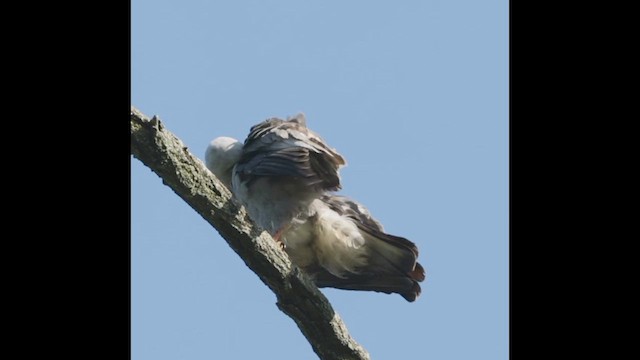 Mississippi Kite - ML633029458