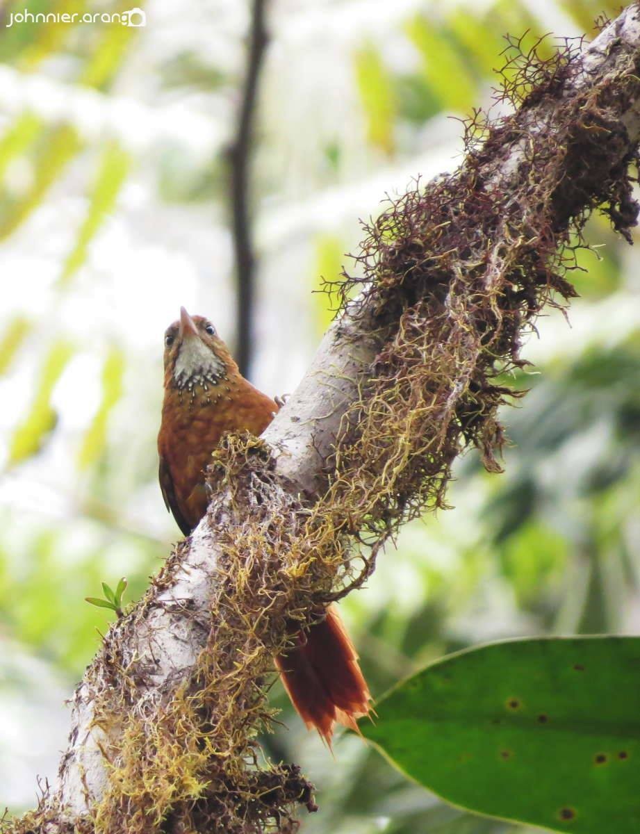 Fulvous-dotted Treerunner - Johnnier Arango | theandeanbirder.com