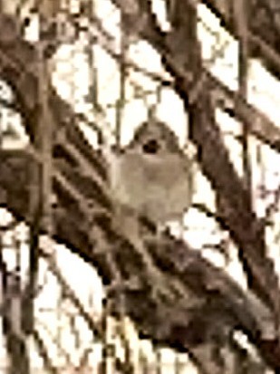 House x Eurasian Tree Sparrow (hybrid) - ML633029890