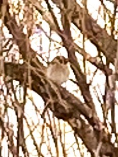 House x Eurasian Tree Sparrow (hybrid) - ML633029906