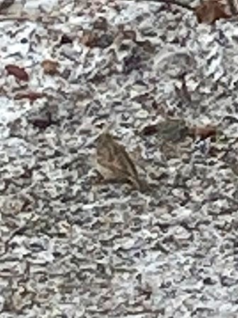 House x Eurasian Tree Sparrow (hybrid) - ML633029907