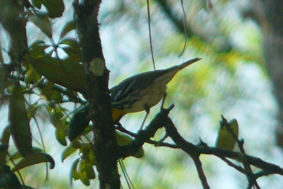 Yellow-throated Warbler - ML633030026