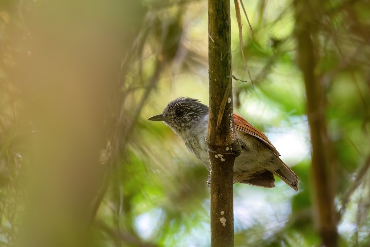 Rufous-backed Antvireo - ML633030142