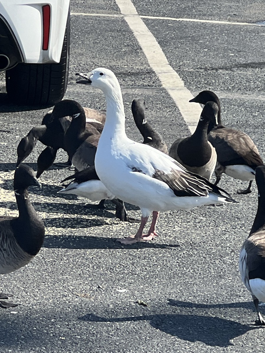 Snow Goose x Brant (hybrid) - ML633030218