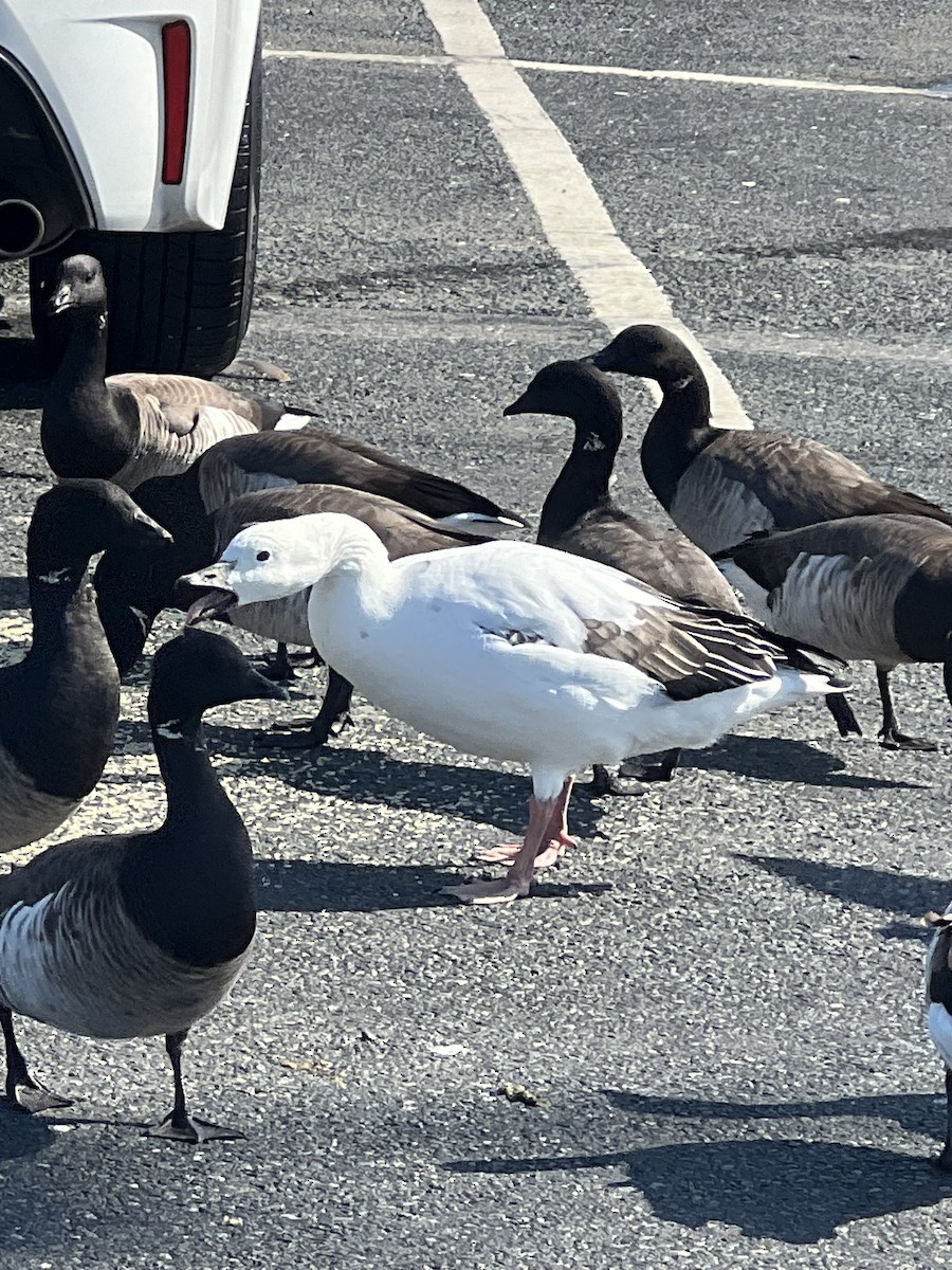 Snow Goose x Brant (hybrid) - ML633030220