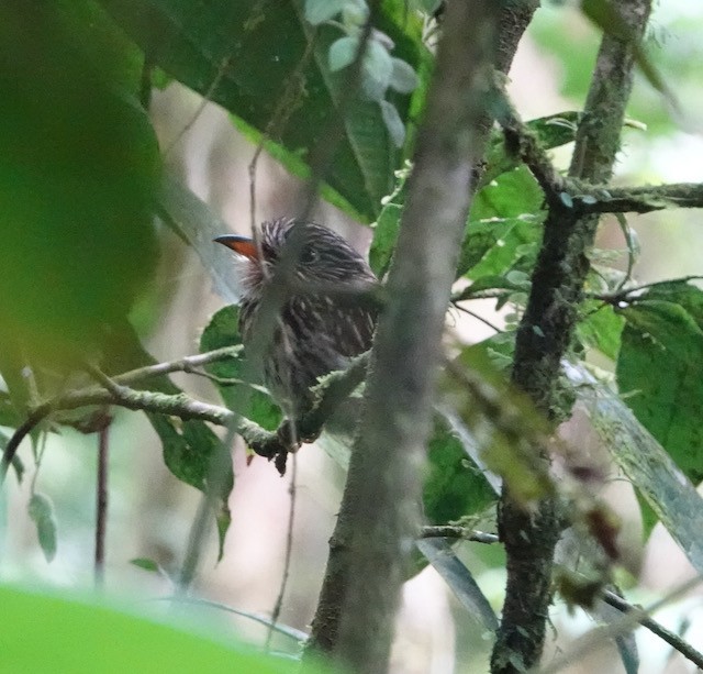 White-chested Puffbird - ML633030323