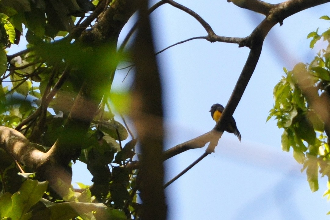 Guianan Trogon - ML633030363