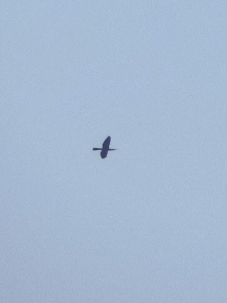 Anhinga - ML633030435