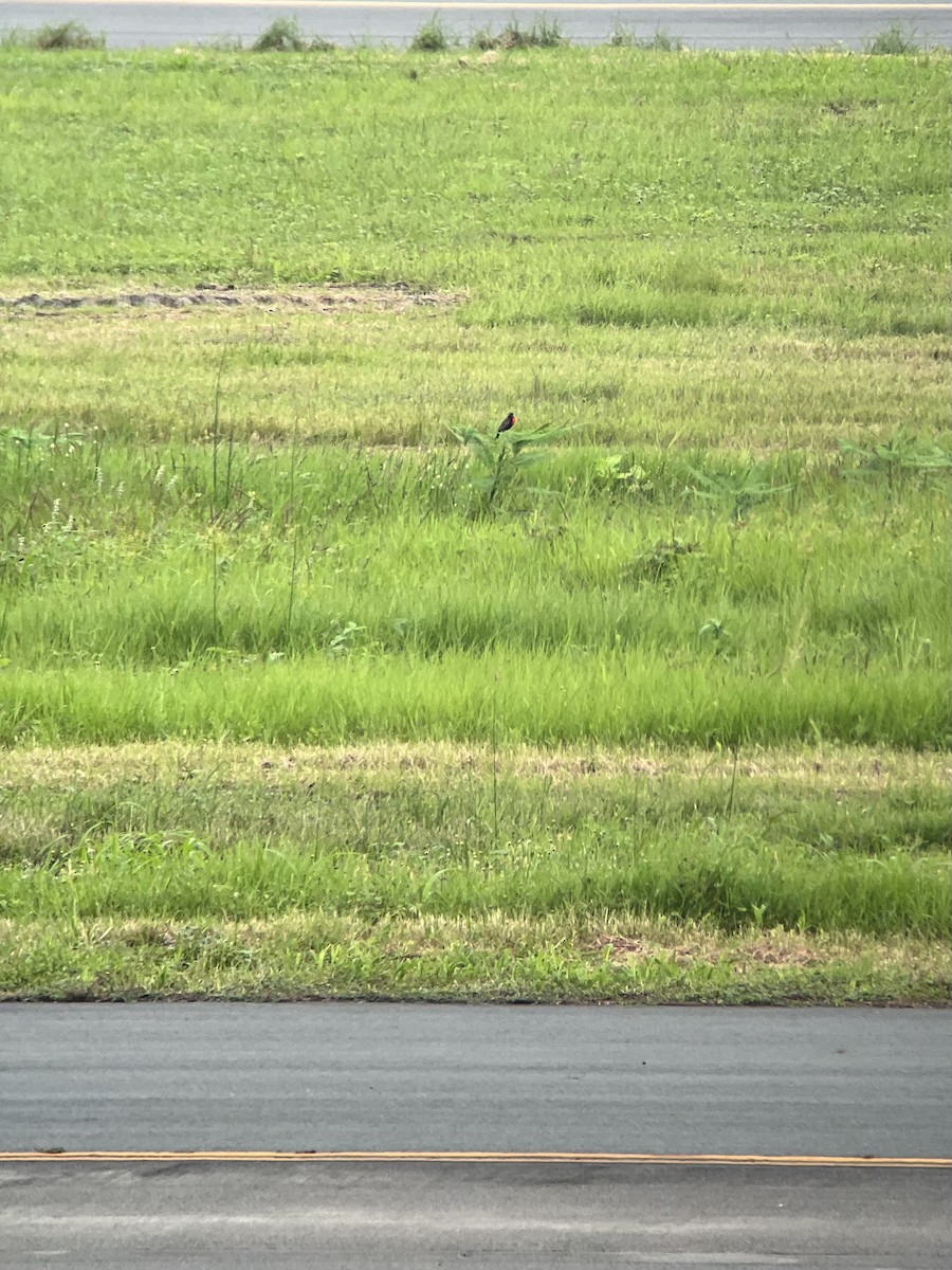 Peruvian Meadowlark - ML633030437