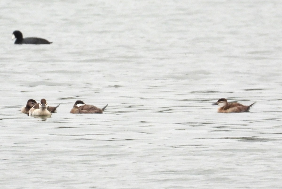 Ruddy Duck - ML633030441