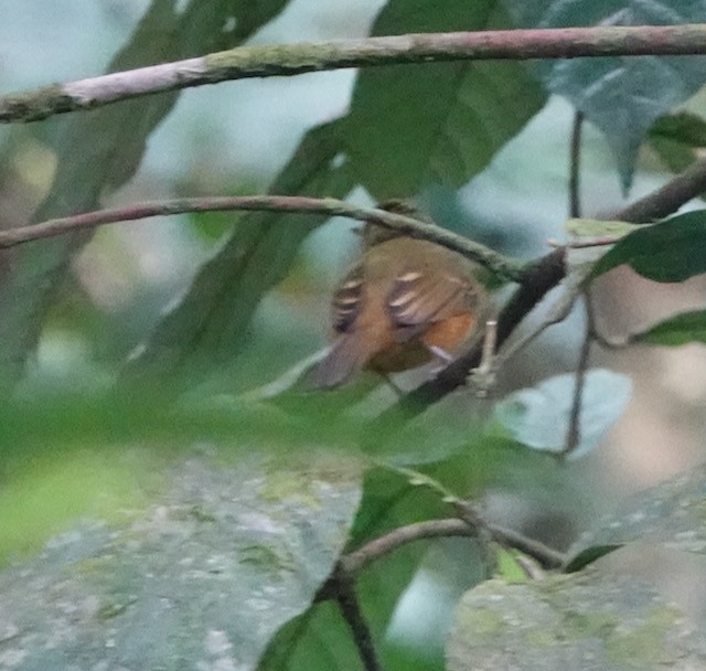 Ochre-throated Foliage-gleaner - ML633030544