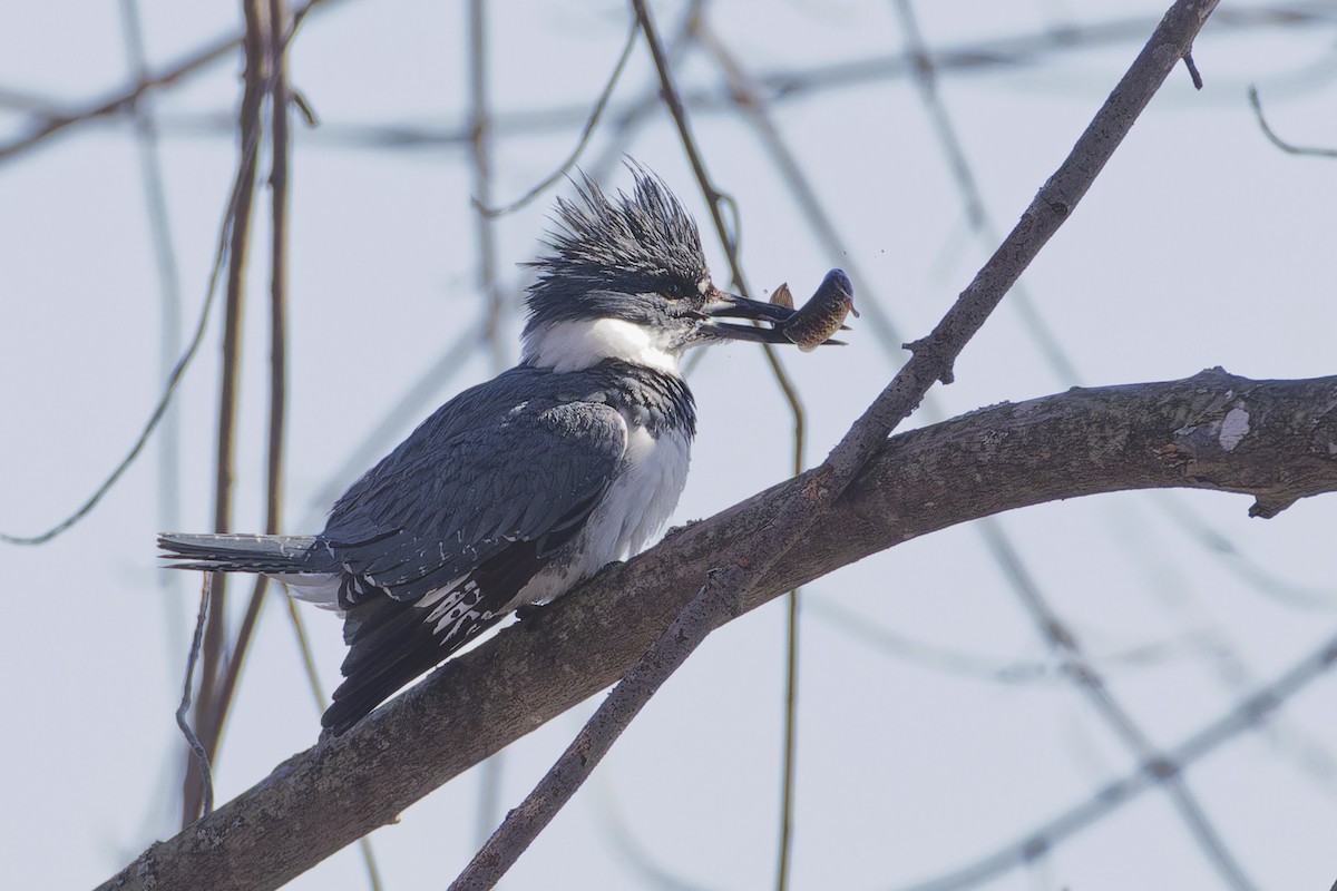 Belted Kingfisher - ML633030641