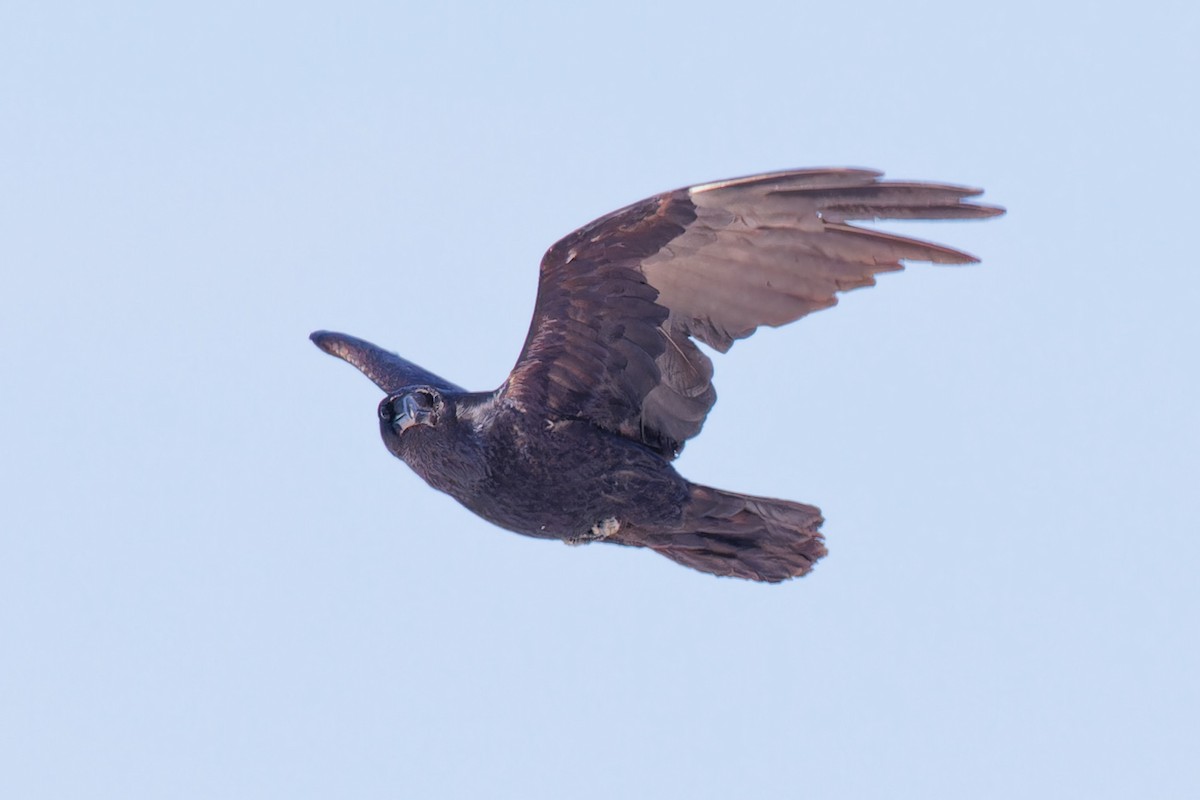 Common Raven - ML633030648