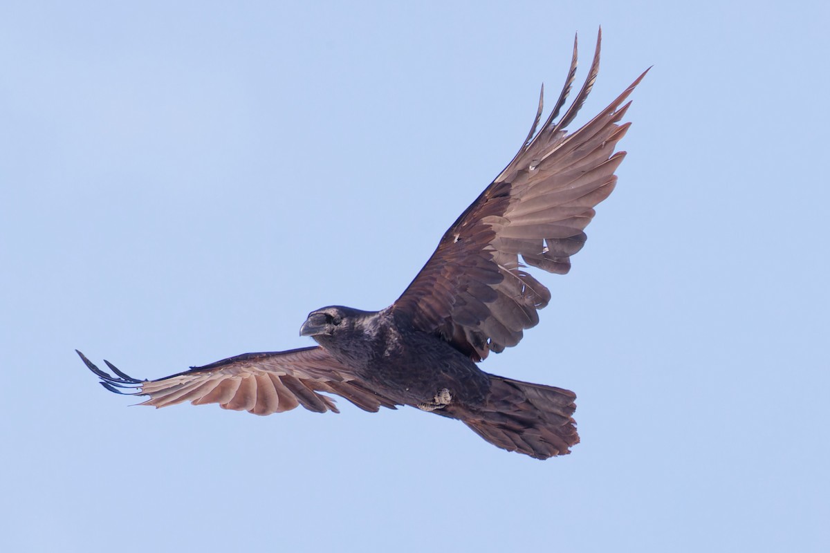 Common Raven - ML633030649