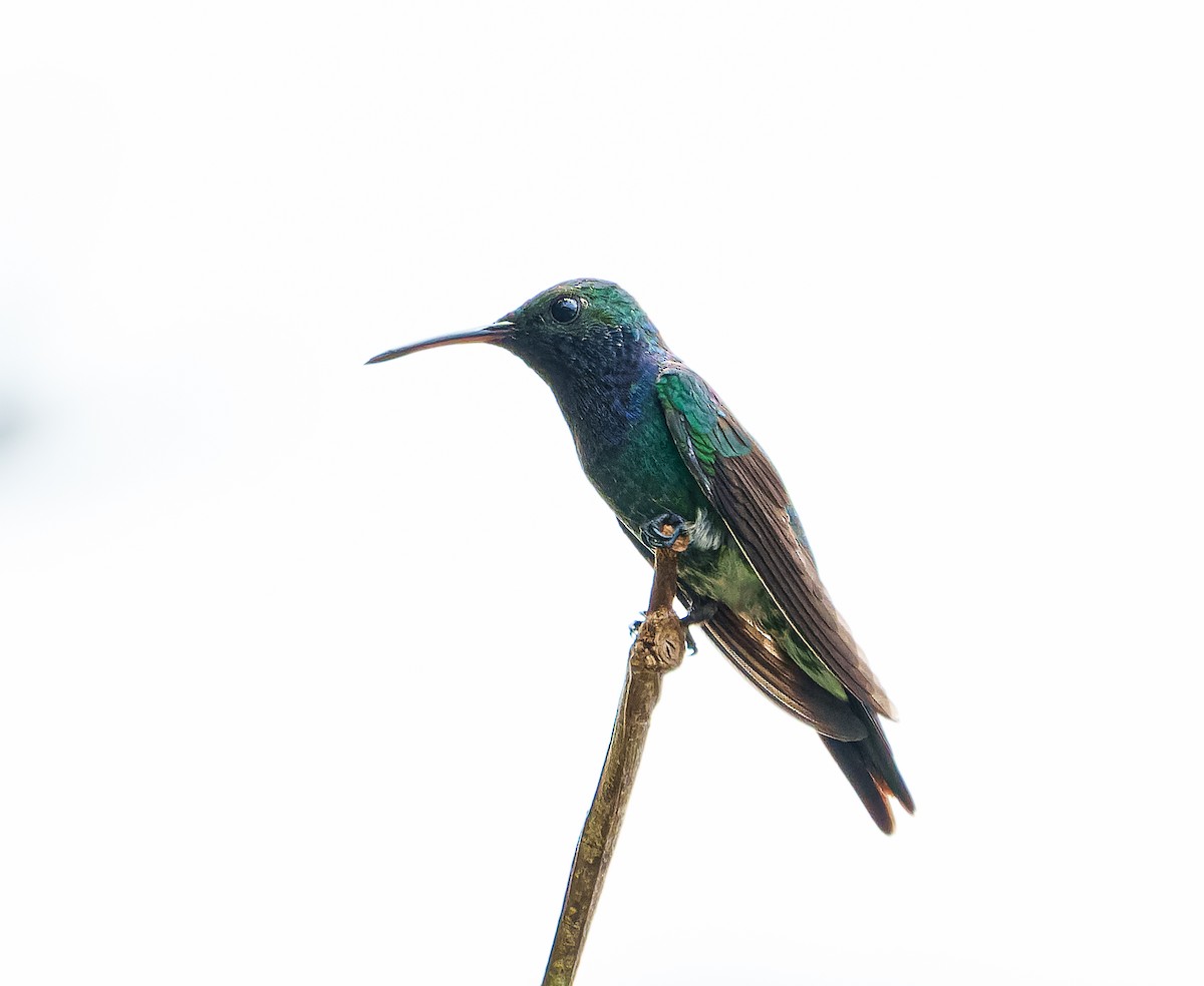 Sapphire-throated Hummingbird - ML633030705