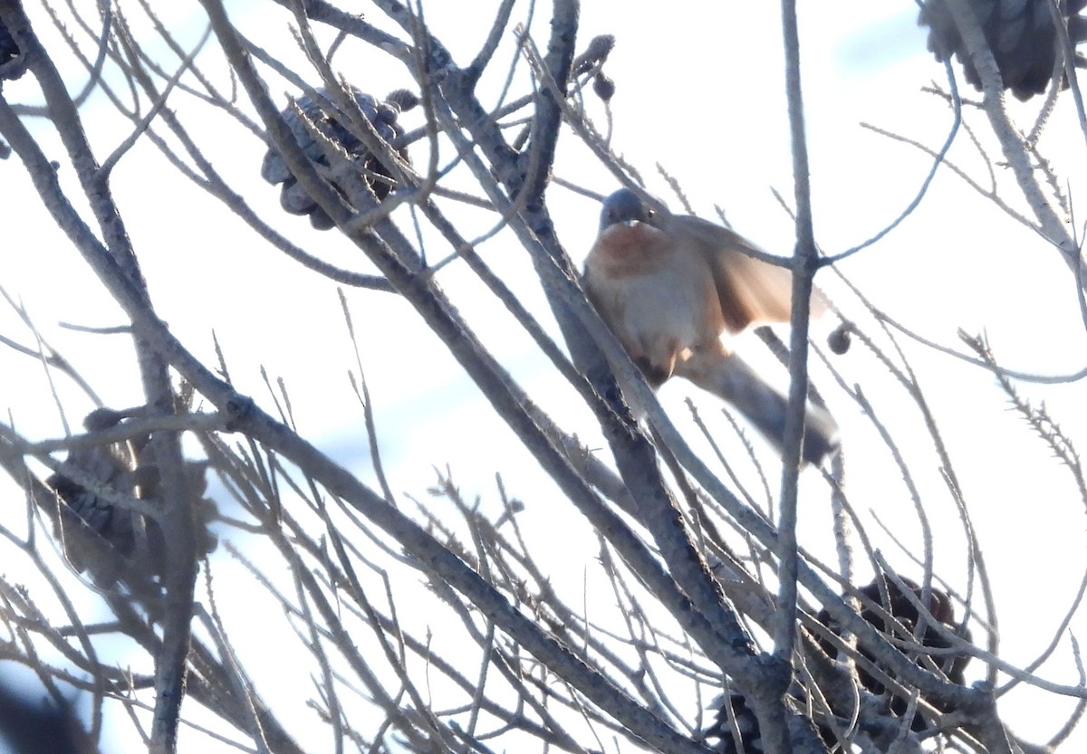 Western/Eastern Subalpine Warbler - ML633030824