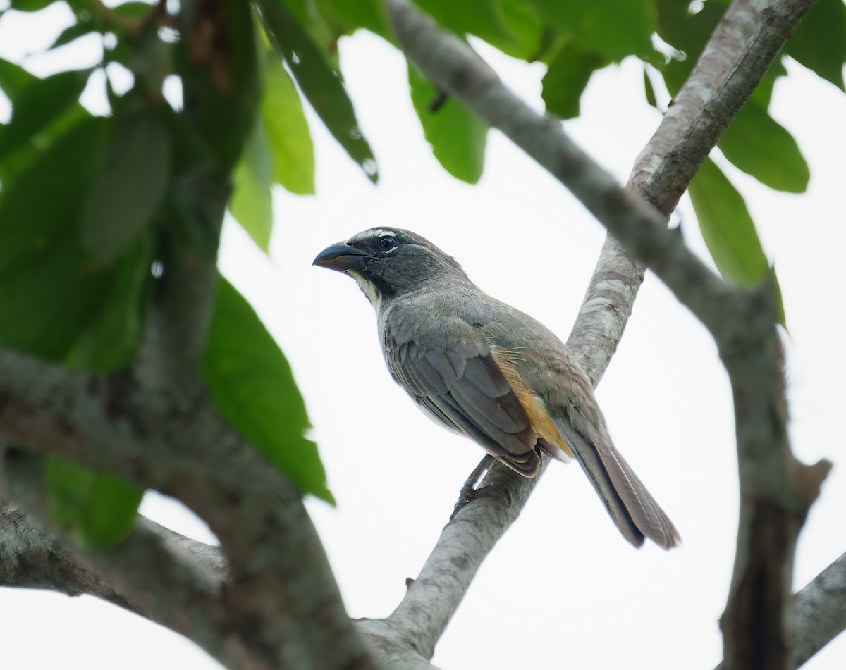 Olive-gray Saltator - ML633030827