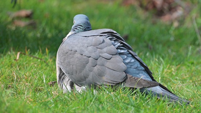 Common Wood-Pigeon - ML633031114