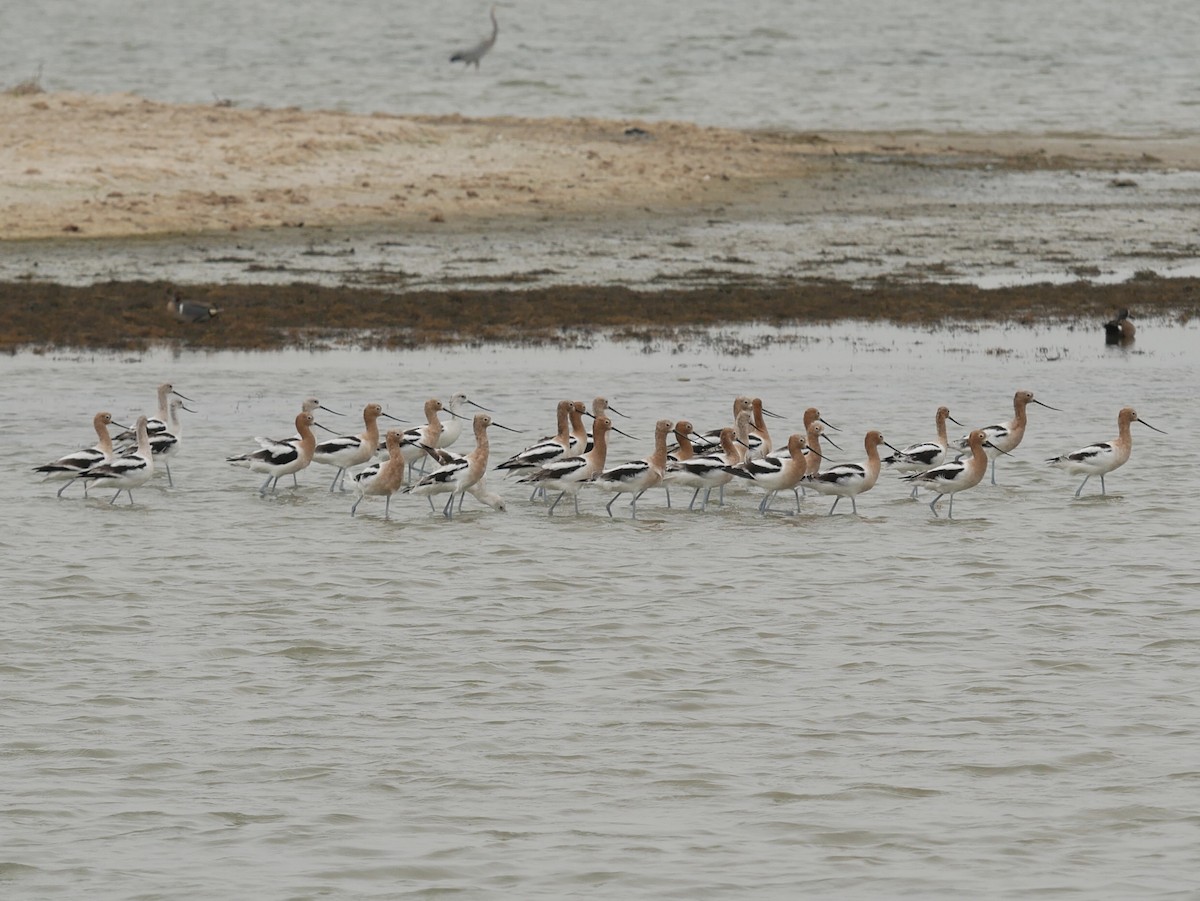 American Avocet - ML633031354