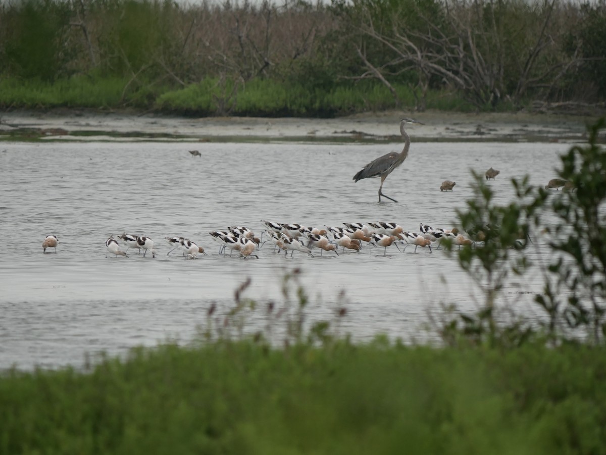 American Avocet - ML633031355