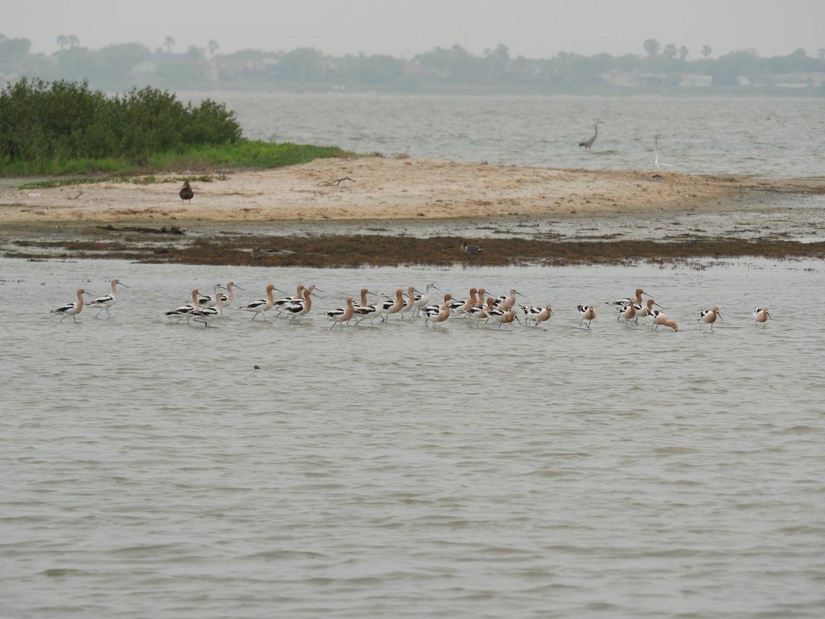 American Avocet - ML633031356