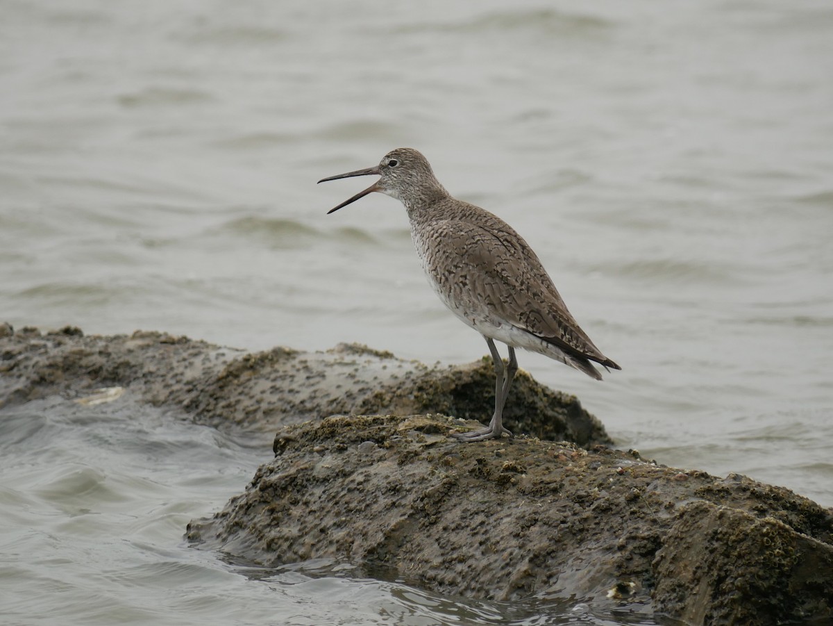 Willet - ML633031399