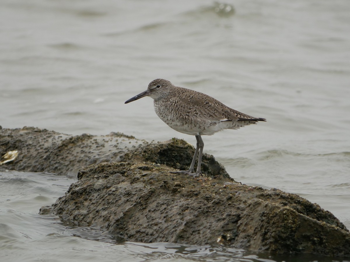 Willet - ML633031401