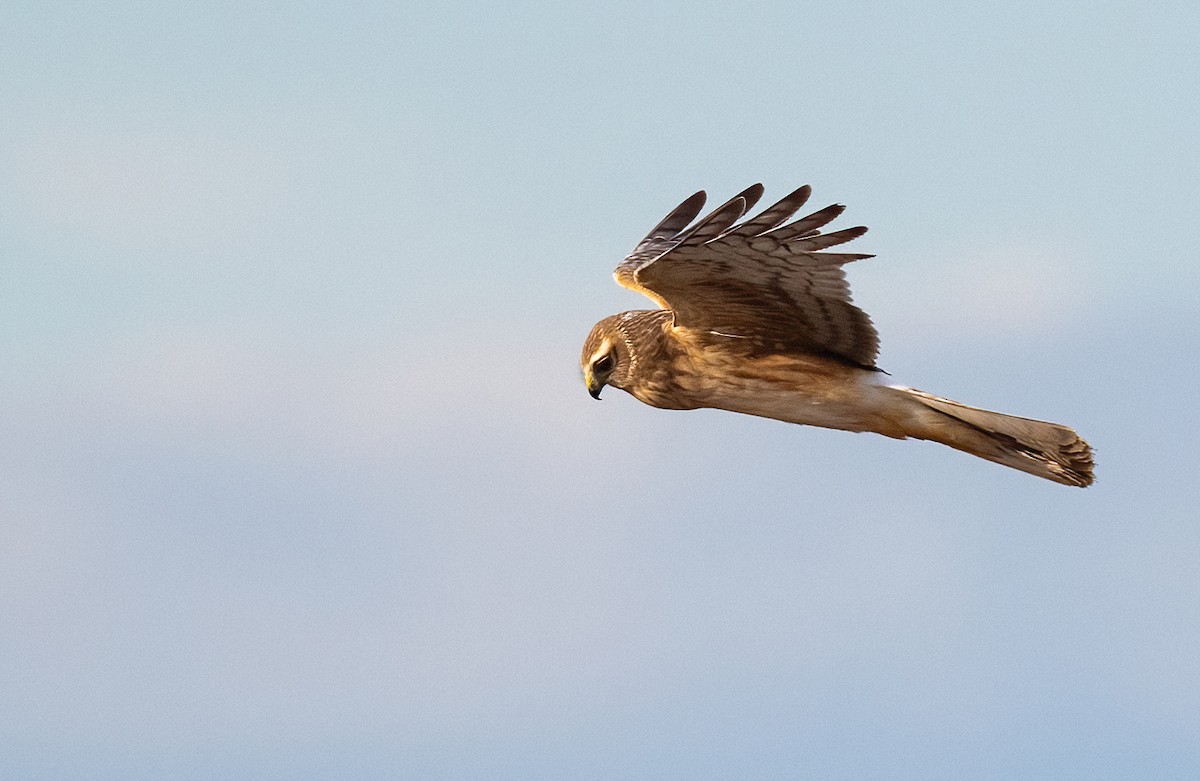 Northern Harrier - ML633031402