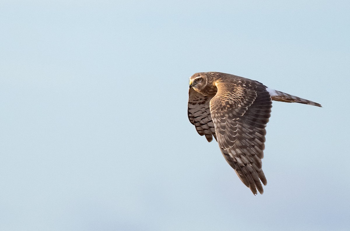 Northern Harrier - ML633031403