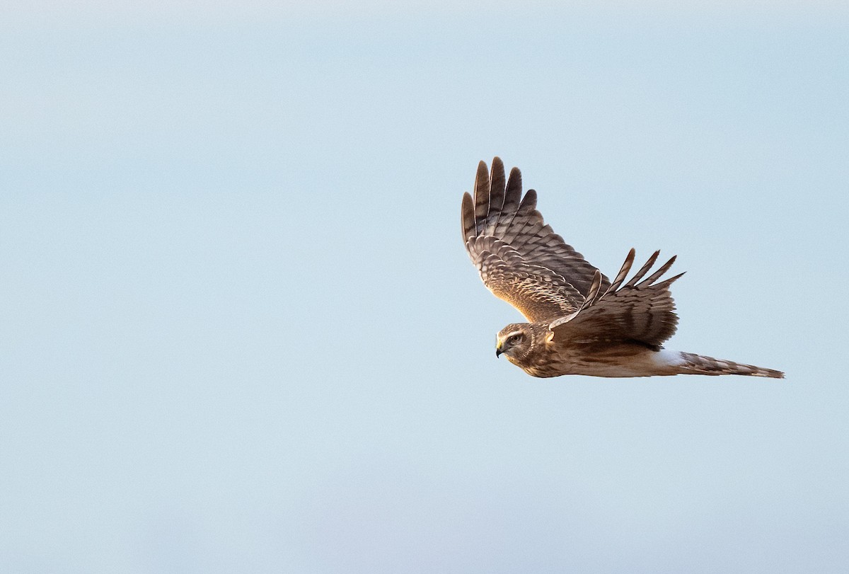 Northern Harrier - ML633031405