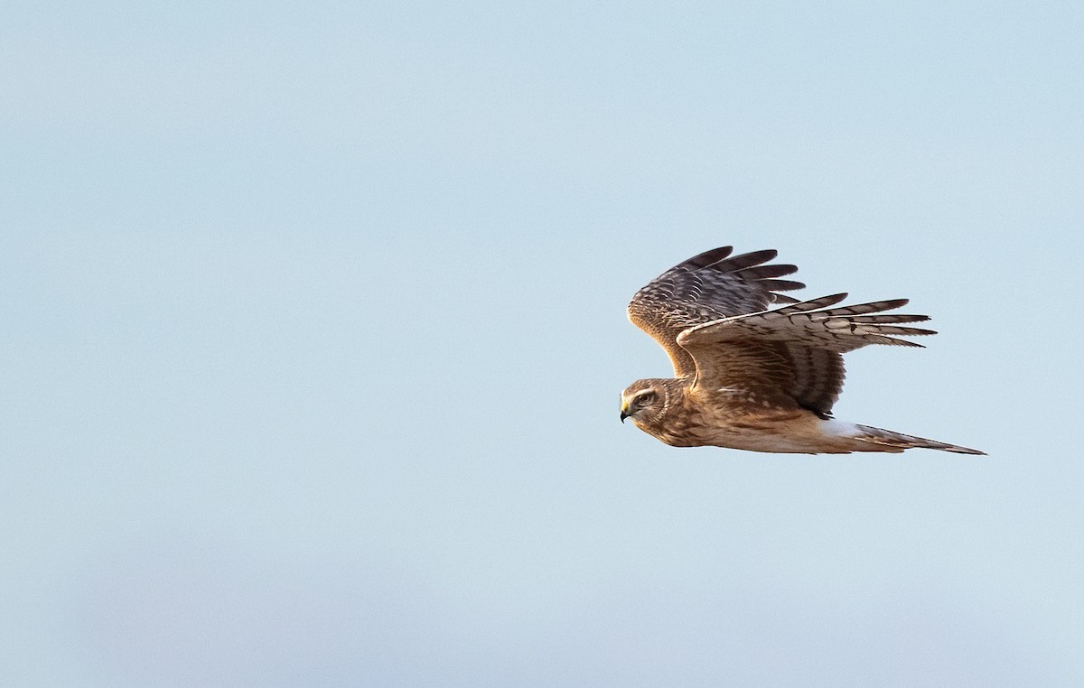 Northern Harrier - ML633031406