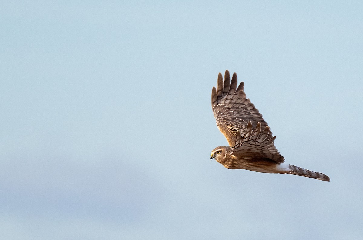 Northern Harrier - ML633031408