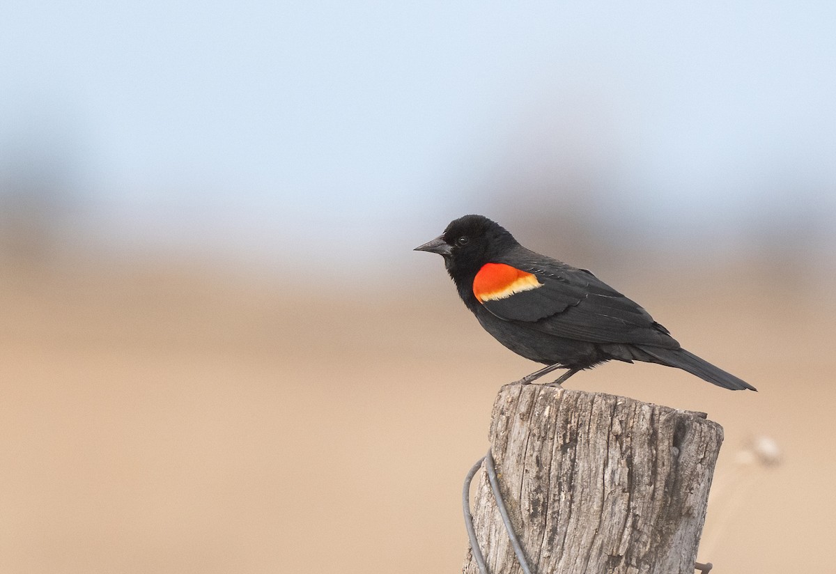Red-winged Blackbird - ML633031414