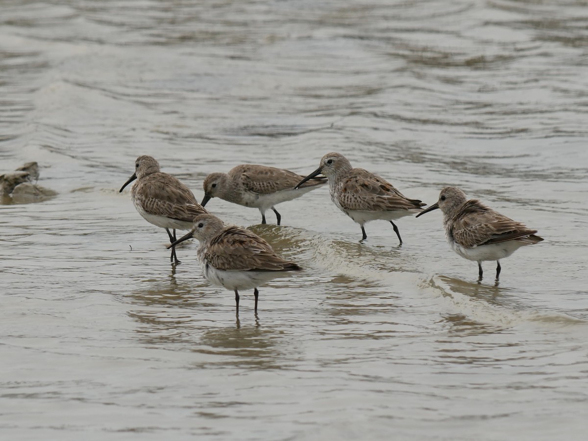 Dunlin - ML633031417