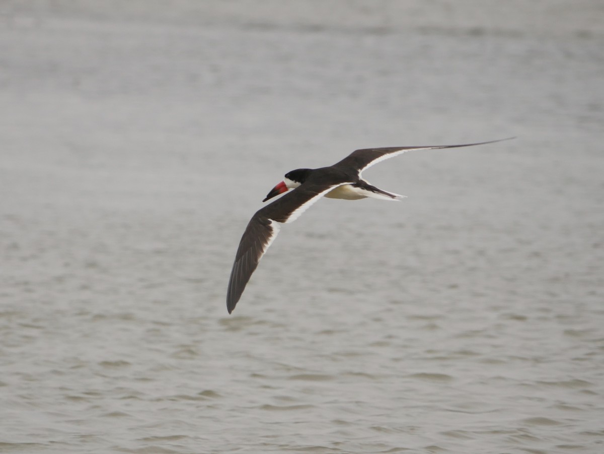 Black Skimmer - ML633031432