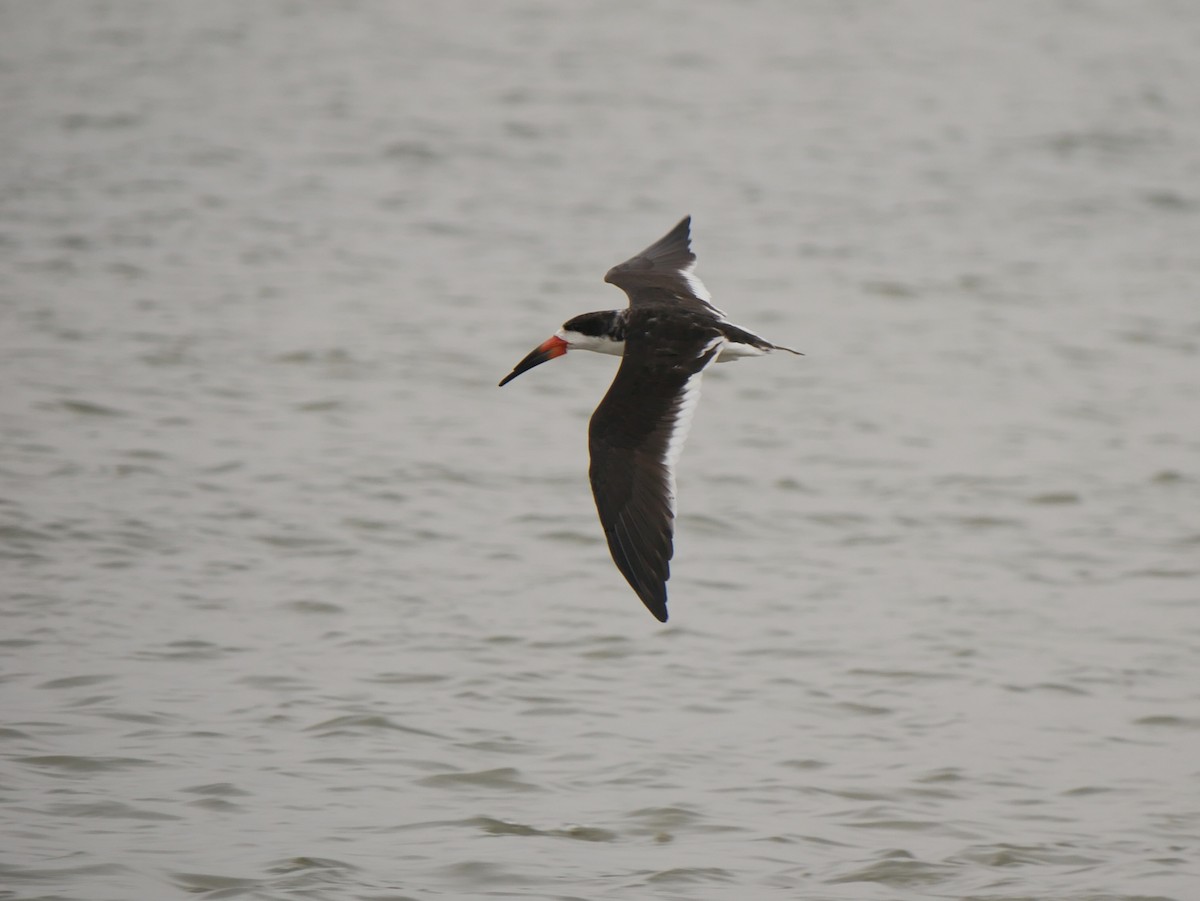 Black Skimmer - ML633031433