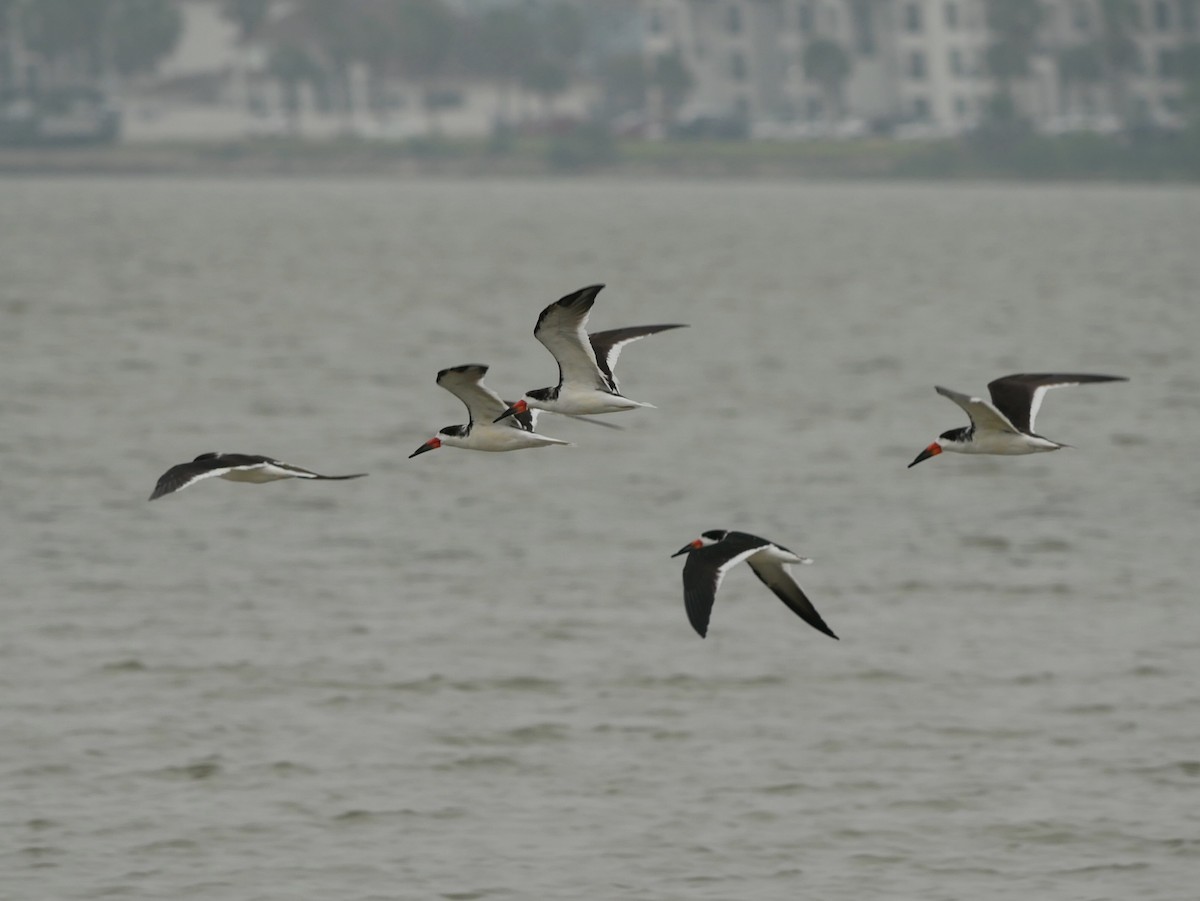 Black Skimmer - ML633031434