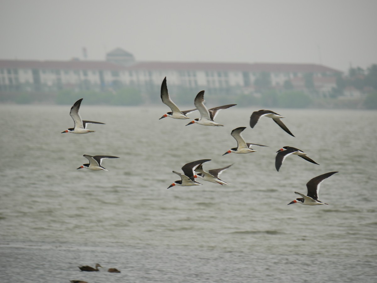 Black Skimmer - ML633031436