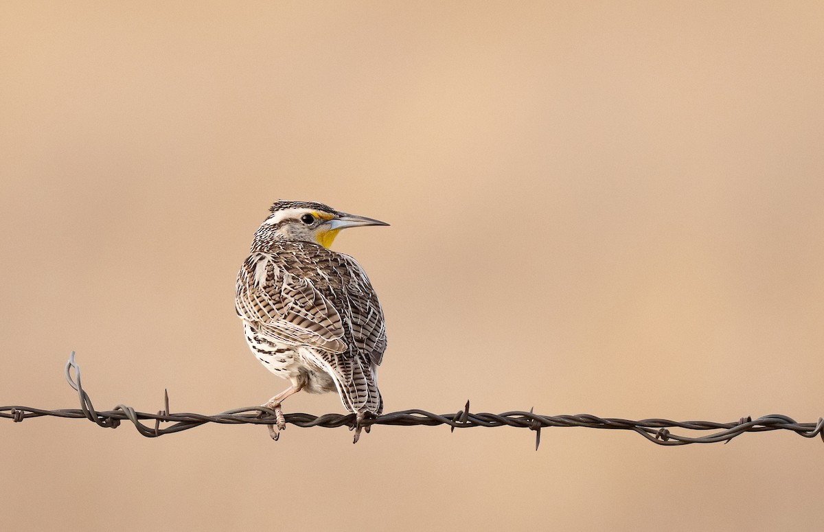 Western Meadowlark - ML633031439